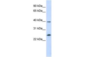 Western Blotting (WB) image for anti-Single-Stranded DNA Binding Protein 2 (SSBP2) antibody (ABIN2460285) (SSBP2 anticorps)