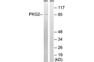 Western blot analysis of extracts from 293 cells, treated with anisomycin 25ug/ml 30', using PKG2 (Ab-126) Antibody. (PRKG2 anticorps  (AA 92-141))