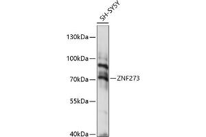 Western blot analysis of extracts of SH-SY5Y cells, using ZNF273 antibody (ABIN7271473) at 1:1000 dilution.