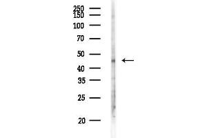 anti-SMAD, Mothers Against DPP Homolog 7 (SMAD7) (N-Term) antibody
