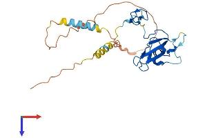AlphaFold protein structure predicition of Human Recombinant ZCCHC24 Protein, UniprotID Q8N2G6