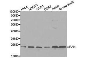 Western Blotting (WB) image for anti-RAN, Member RAS Oncogene Family (RAN) antibody (ABIN1874543)