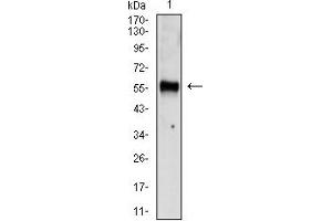 Western blot analysis using CHGA mouse mAb against SH-SY5Y (1) cell lysate.