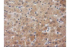 Image no. 1 for anti-Ubiquitin-Like 4A (UBL4A) antibody (ABIN1501648)