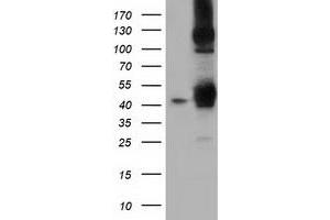 Image no. 5 for anti-DnaJ (Hsp40) Homolog, Subfamily A, Member 2 (DNAJA2) antibody (ABIN1497860) (DNAJA2 anticorps)