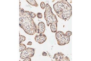 Immunohistochemical analysis of paraffin-embedded human placenta tissue using A performed on the Leica® BOND RXm. (SGPP1 anticorps  (N-Term))