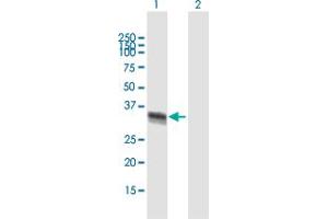 Western Blot analysis of ELAVL4 expression in transfected 293T cell line by ELAVL4 MaxPab polyclonal antibody.