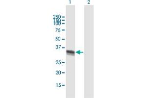 Western Blot analysis of ELAVL4 expression in transfected 293T cell line by ELAVL4 MaxPab polyclonal antibody. (ELAVL4 anticorps  (AA 1-366))