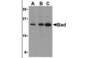 Western Blotting (WB) image for anti-BCL2-Associated Agonist of Cell Death (BAD) (C-Term) antibody (ABIN1030278) (BAD anticorps  (C-Term))
