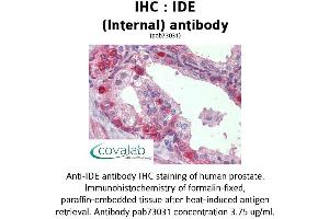 Image no. 1 for anti-Insulin-Degrading Enzyme (IDE) (Internal Region) antibody (ABIN1735761) (IDE anticorps  (Internal Region))