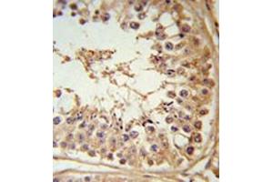 Immunohistochemistry in formalin fixed and paraffin embedded testis tissue reacted with FBXL5 Antibody (N-term) followed by peroxidase conjugation of the secondary antibody and DAB staining. (FBXL5 anticorps  (N-Term))