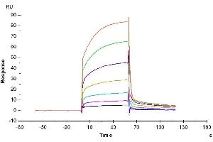 Cynomolgus PD-1, hFc Tag captured on CM5 Chip via Protein A can bind Cynomolgus PD-L1, His Tag with an affinity constant of 1.