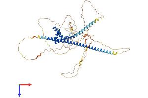 AlphaFold protein structure predicition of Human Recombinant TOX3 Protein, UniprotID O15405