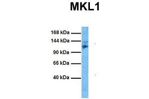 Host:  Rabbit  Target Name:  MKL1  Sample Tissue:  Mouse Spleen  Antibody Dilution:  1. (MKL1 anticorps  (C-Term))