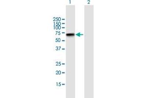 Western Blot analysis of ZNF296 expression in transfected 293T cell line by ZNF296 MaxPab polyclonal antibody. (Zinc Finger Protein 296 (ZNF296) (AA 1-475) anticorps)