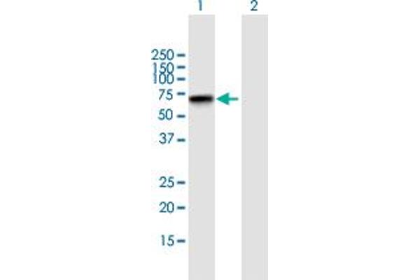 Zinc Finger Protein 296 (ZNF296) (AA 1-475) antibody