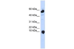 Western Blotting (WB) image for anti-Chromosome 1 Open Reading Frame 151 (C1orf151) antibody (ABIN2458895) (C1orf151 anticorps)