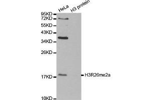 Western Blotting (WB) image for anti-Histone H3 (H3) (H3R26me2) antibody (ABIN3023278)