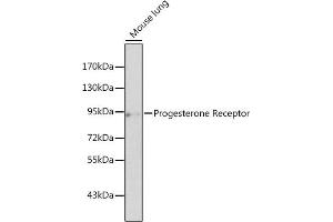 Western blot analysis of extracts of mouse lung, using Progesterone Receptor antibody (ABIN3022926, ABIN3022927, ABIN3022928 and ABIN6219301) at 1:500 dilution. (Progesterone Receptor anticorps  (C-Term))