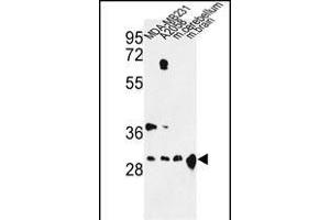 Western blot analysis of YWHAZ Antibody (Center) (ABIN652428 and ABIN2842220) in MDA-M,  cell line and mouse cerebellum, brain tissue lysates (35 μg/lane). (14-3-3 zeta anticorps  (AA 65-93))