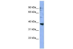 WB Suggested Anti-OR2L3 Antibody Titration: 0. (OR2L3 anticorps  (C-Term))