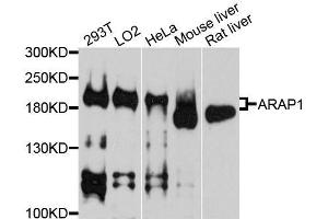 Western blot analysis of extracts of various cell lines, using ARAP1 antibody. (ARAP1 anticorps  (AA 834-1133))