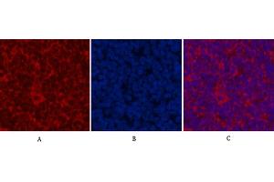 Immunofluorescence analysis of rat spleen tissue. (CDX2 anticorps)