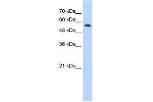 Western Blotting (WB) image for anti-Ring Finger Protein 8 (RNF8) (C-Term) antibody (ABIN2778597) (RNF8 anticorps  (C-Term))