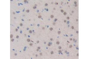 Used in DAB staining on fromalin fixed paraffin- embedded brain tissue