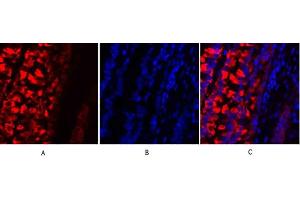 Immunofluorescence analysis of rat lung tissue. (MMP2 anticorps  (AA 580-660))