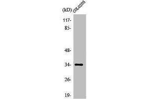 Western Blot analysis of COLO205 cells using Olfactory receptor 5P3 Polyclonal Antibody (OR5P3 anticorps  (Internal Region))