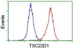 Image no. 14 for anti-TSC22 Domain Family, Member 1 (TSC22D1) antibody (ABIN1501535) (TSC22D1 anticorps)