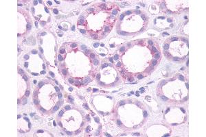 Anti-Dopamine Receptor D1 / DRD1 antibody IHC of human kidney, tubules.