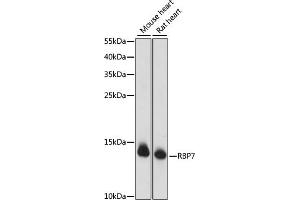 Western blot analysis of extracts of various cell lines, using RBP7 antibody (ABIN7269952) at 1000 dilution. (RBP7 anticorps  (AA 1-134))