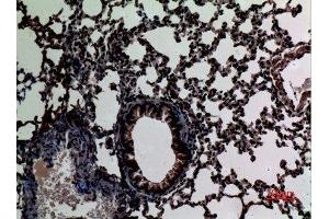 Immunohistochemistry (IHC) analysis of paraffin-embedded Mouse Lung, antibody was diluted at 1:100.
