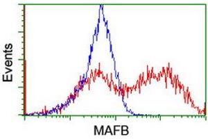 Image no. 2 for anti-Transcription Factor MafB (MAFB) (AA 32-320) antibody (ABIN1491411) (MAFB anticorps  (AA 32-320))