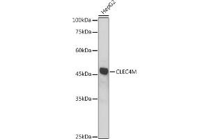 Western blot analysis of extracts of HepG2 cells, using CLEC4M antibody (ABIN7265983) at 1:1000 dilution. (C-Type Lectin Domain Family 4, Member M (CLEC4M) (AA 280-399) anticorps)