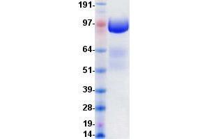 Validation with Western Blot