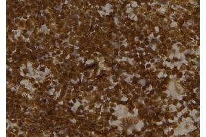 ABIN6276473 at 1/100 staining Mouse spleen tissue by IHC-P. (GBL anticorps)