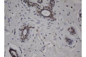 Image no. 2 for anti-Jun Proto-Oncogene (JUN) antibody (ABIN1498940) (C-JUN anticorps)