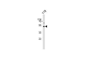 Western blot analysis of lysate from Y79 cell line, using ASMT Antibody (Center) (ABIN650987 and ABIN2840024).