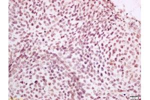 Formalin-fixed and paraffin embedded mouse embryo labeled with Anti-CPSF4L Polyclonal Antibody, Unconjugated  at 1:400 followed by conjugation to the secondary antibody and DAB staining. (CPSF4L anticorps  (AA 21-120))