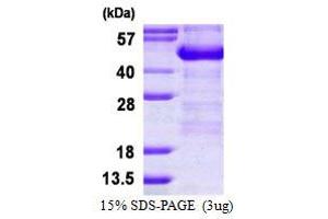 Image no. 1 for Adhesion Regulating Molecule 1 (Adrm1) protein (His tag) (ABIN7279784) (ADRM1 Protein (His tag))