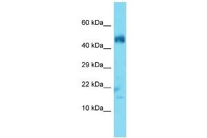 Host: Rabbit  Target Name: Ubl3  Sample Tissue: Mouse Muscle lysates  Antibody Dilution: 1. (UBL3 anticorps  (N-Term))