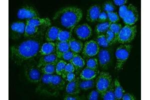 IF analysis of Glutaredoxin 1/GLRX using anti-Glutaredoxin 1/GLRX antibody (ABIN7598941).