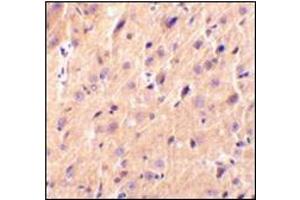 Immunohistochemical staining of rat brain tissue using AP30691PU-N at 2 μg/ml.