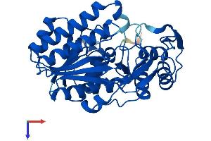 UDP-Galactose-4-Epimerase (GALE) (AA 1-347) protein (His tag)