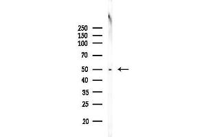 Western blot analysis of lysates from PC12 cells, using PAP Antibody at 1/1000 dilution.
