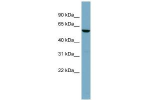 WB Suggested Anti-FUCA1 Antibody Titration: 0. (FUCA1 anticorps  (Middle Region))