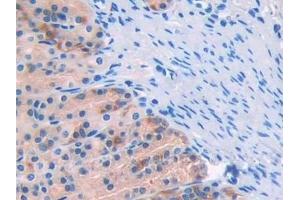 Detection of CD10 in Rat Stomach Tissue using Polyclonal Antibody to Neprilysin (CD10)